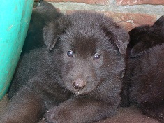 B-schwarz de Geracao nova